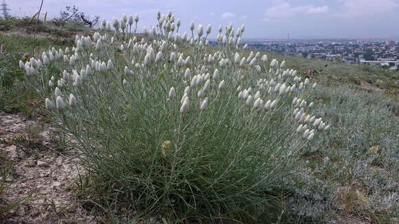 Image of Jurinea stoechadifolia (M. Bieb.) DC.