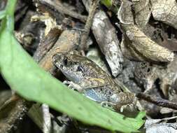 Image of Leptobrachella laui (Sung, Yang & Wang 2014)