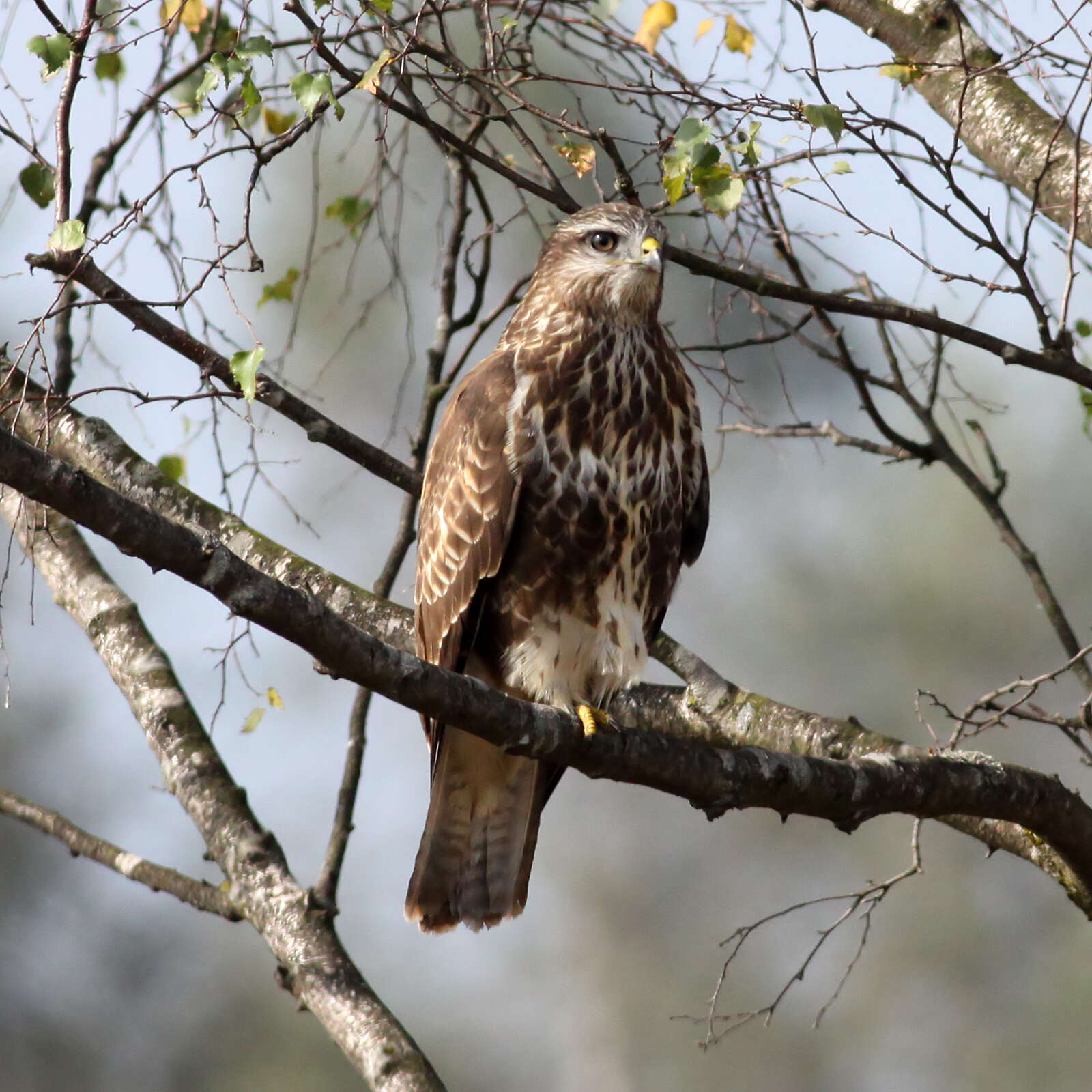 Image of Common Buzzard