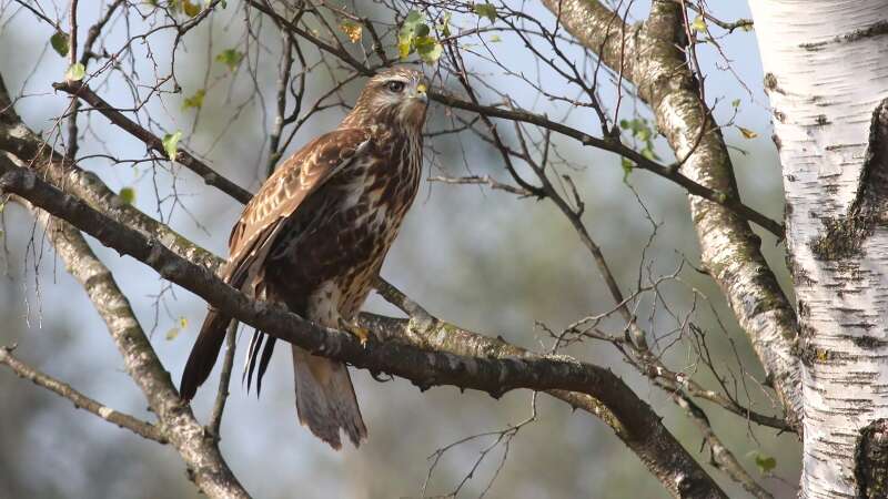 Image of Common Buzzard