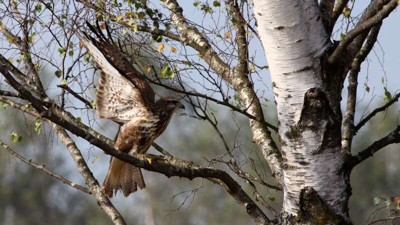 Image of Common Buzzard