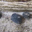 Image of Black nerite