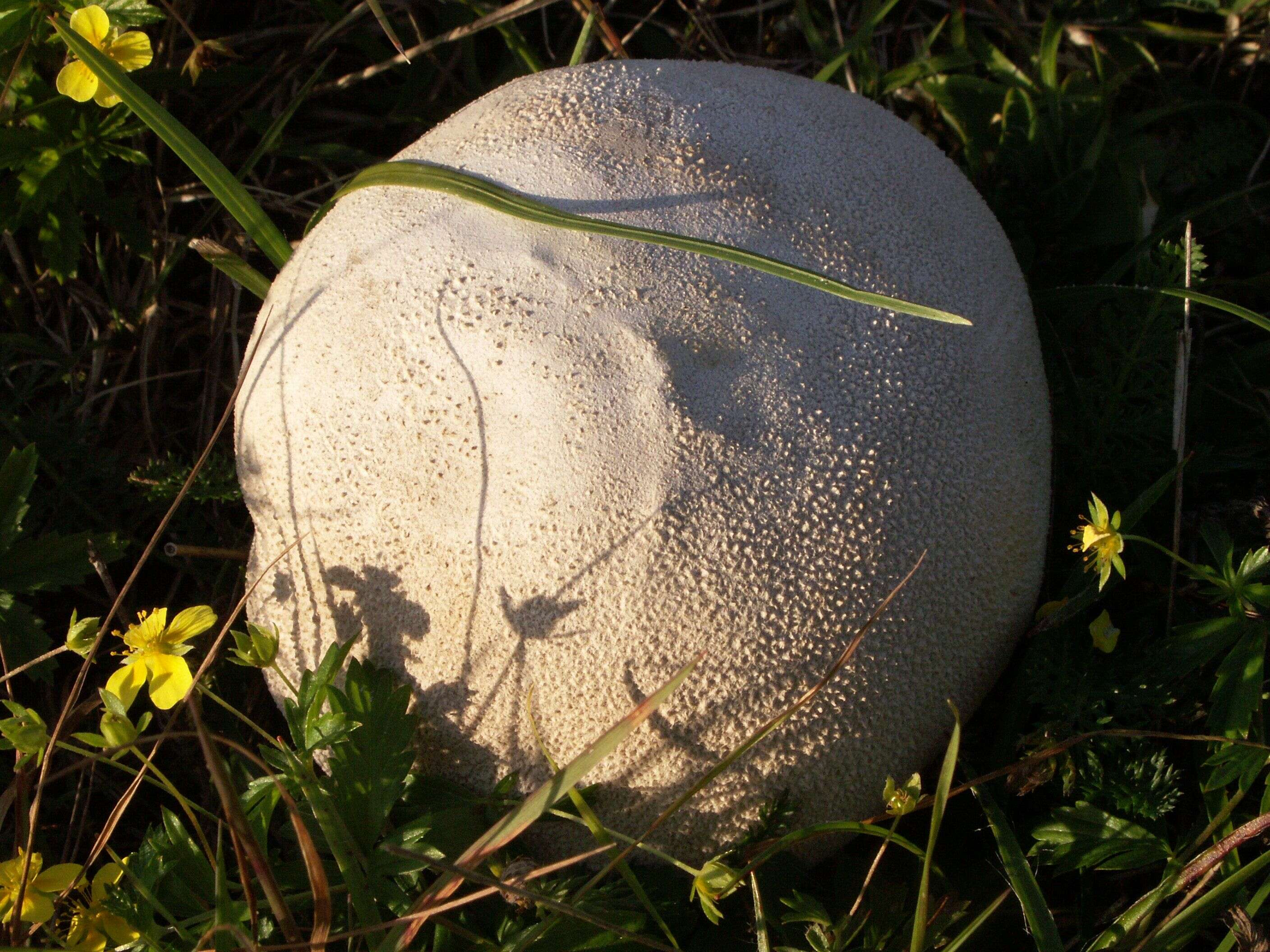 Image of Lycoperdon pratense Pers. 1794