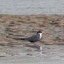 Image of Black-bellied Tern