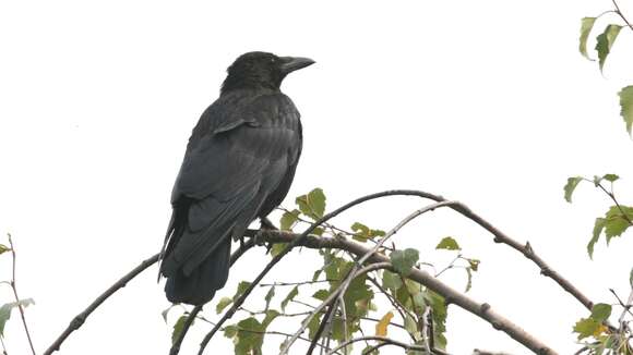 Image of Carrion Crow