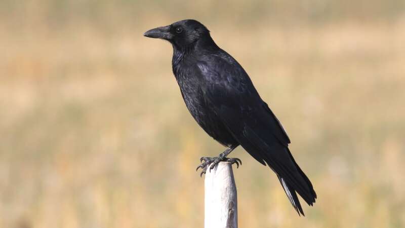 Image of Carrion Crow