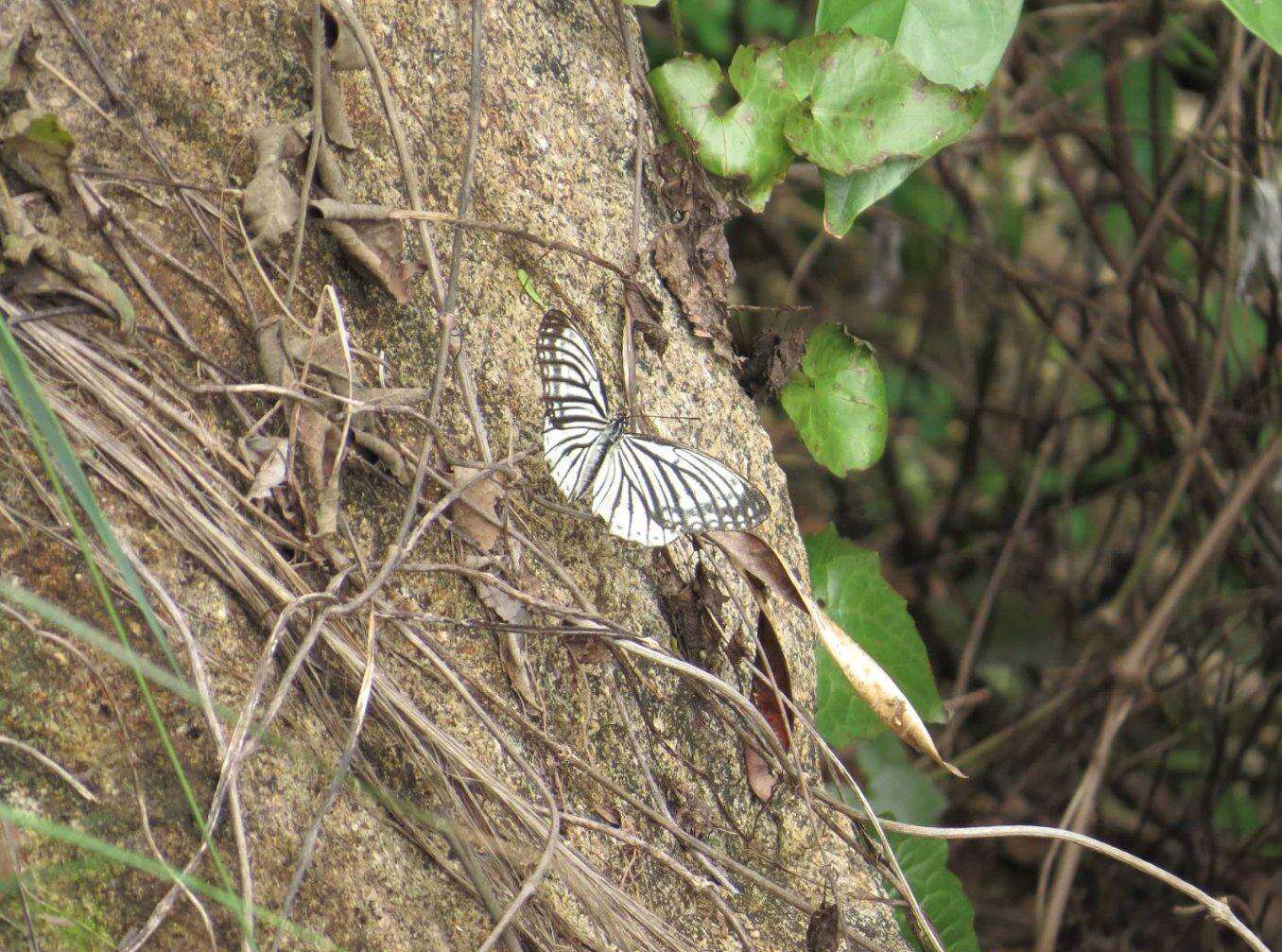 Plancia ëd Hestina assimilis Linnaeus 1758