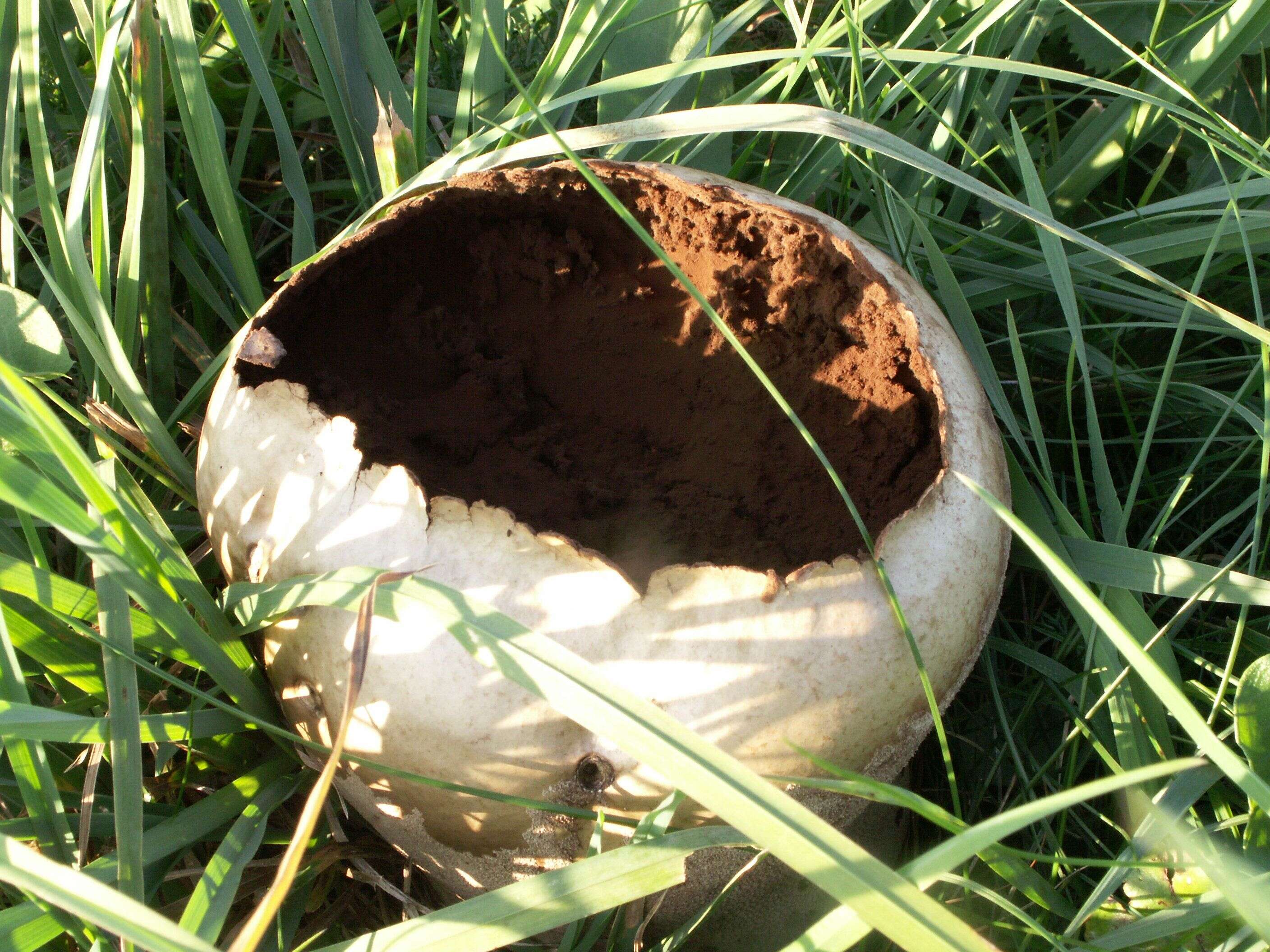 Image of Lycoperdon pratense Pers. 1794