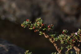 Image of Ehretia aquatica (Lour.) Gottschling & Hilger