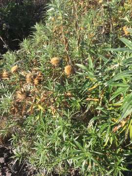 Image of Carlina salicifolia (L. fil.) Cav.