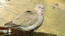 Image of Collared Dove