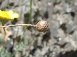 Image of Anthemis marschalliana Willd.