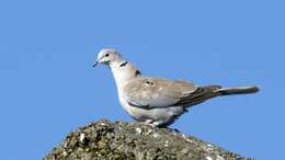 Image of Collared Dove