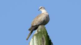 Image of Collared Dove