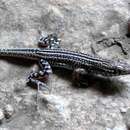 Image of Anseba Lizard