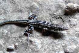 Image of Anseba Lizard