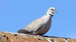 Image of Collared Dove