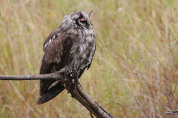 Bubo lacteus (Temminck 1820)的圖片