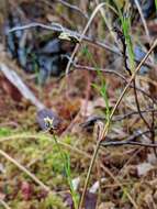 Image of cordroot sedge