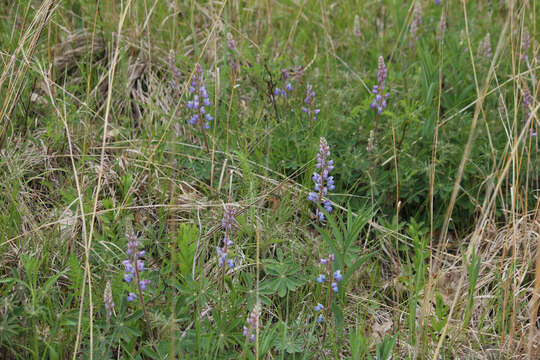 Image of sundial lupine