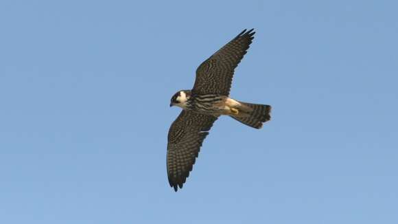 Image of Eurasian Hobby