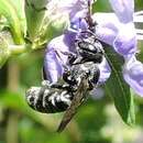 Image of Slender Resin Bee