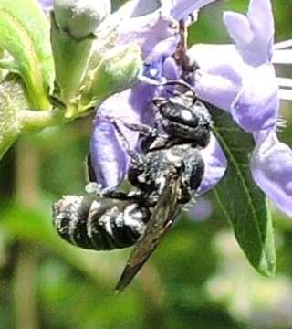 Imagem de Megachile exilis Cresson 1872