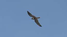 Image of Eurasian Hobby