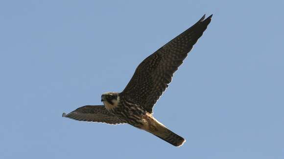 Image of Eurasian Hobby