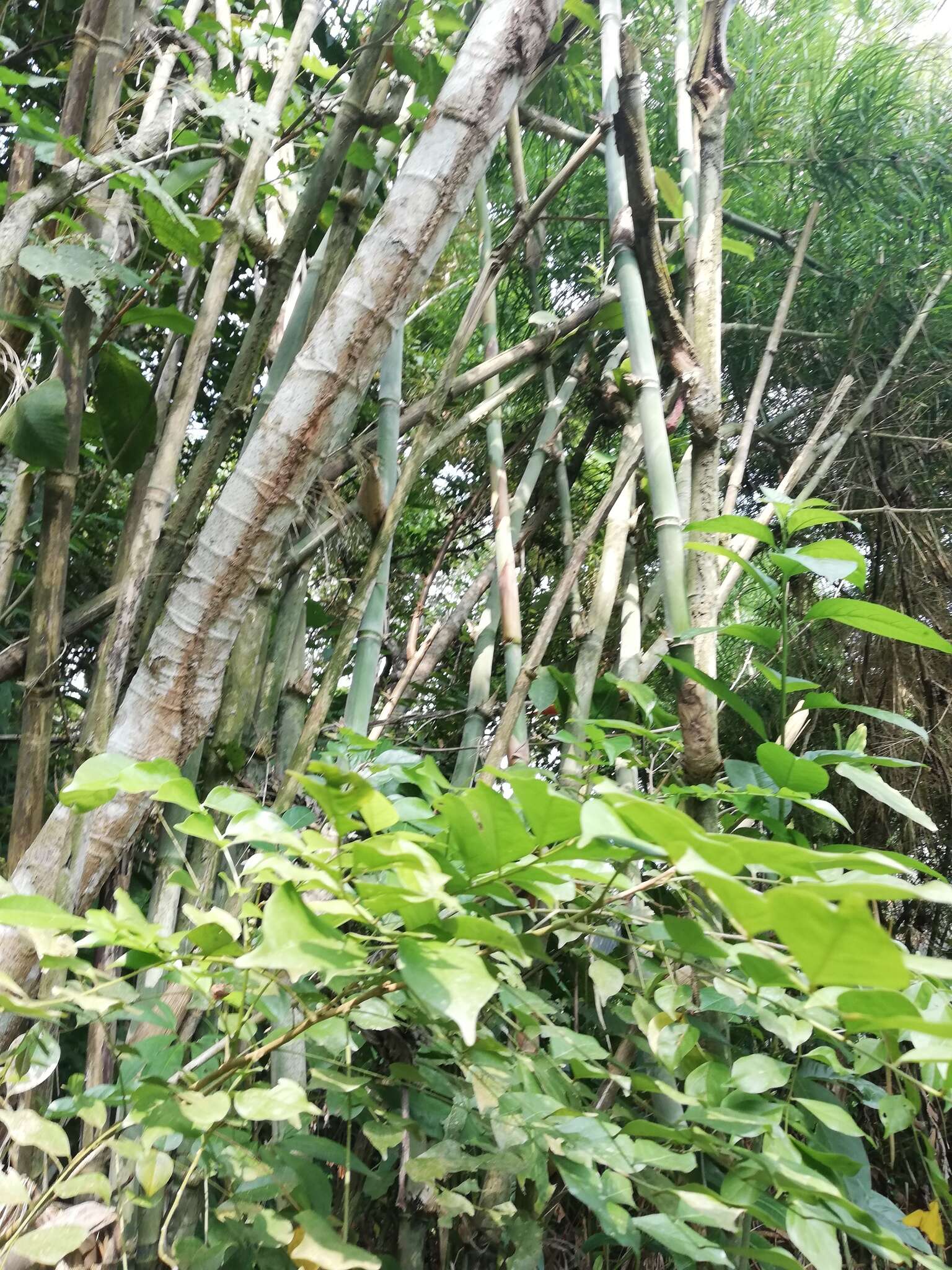 Image of American long-leaved bamboo