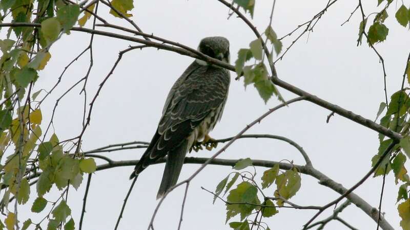 Image of Eurasian Hobby