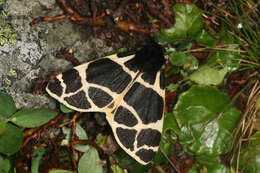 Image of Yellow Tiger Moth