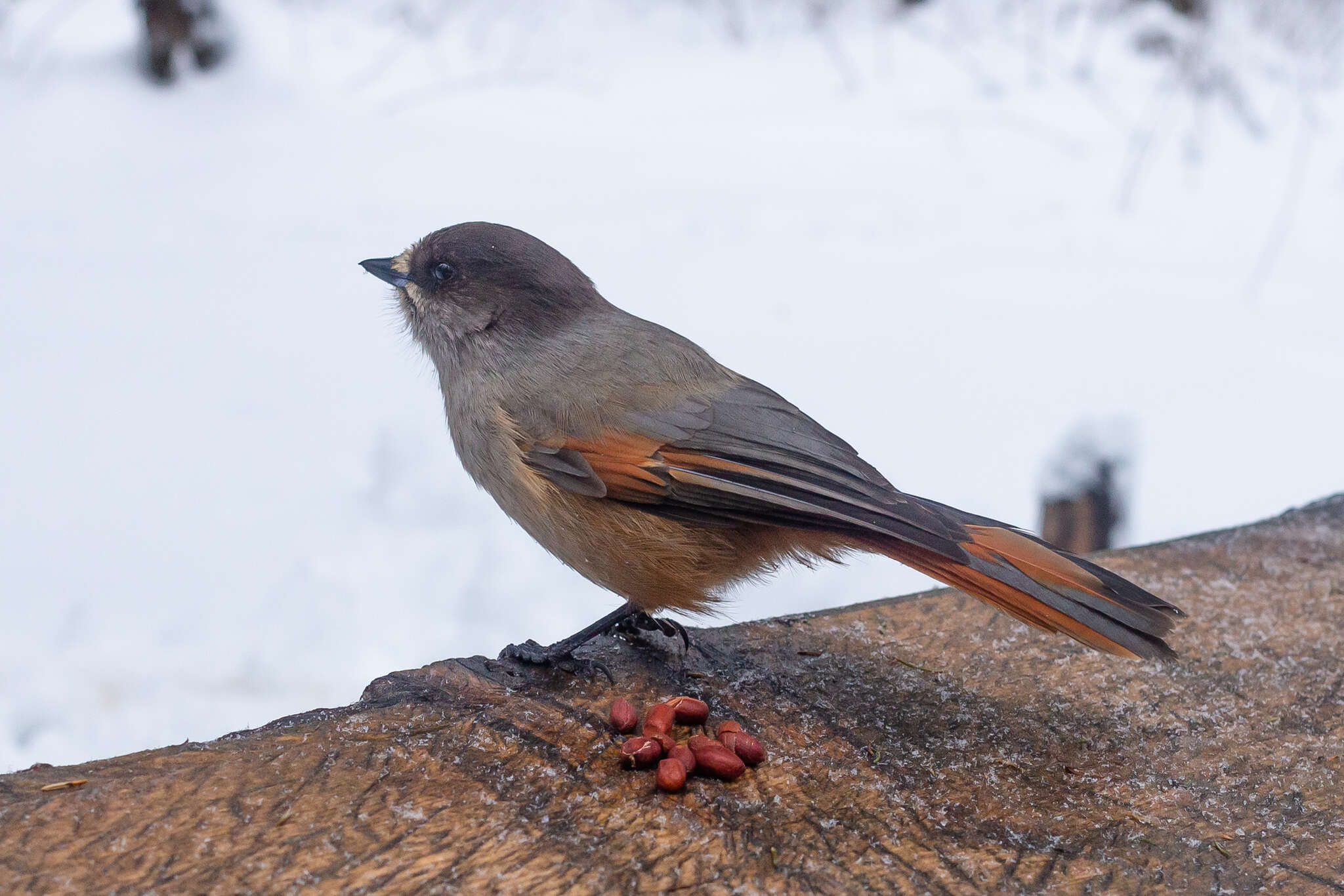 Image of Siberian Jay