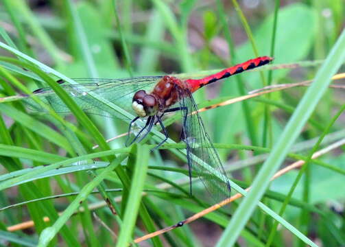 Plancia ëd Sympetrum obtrusum (Hagen 1867)