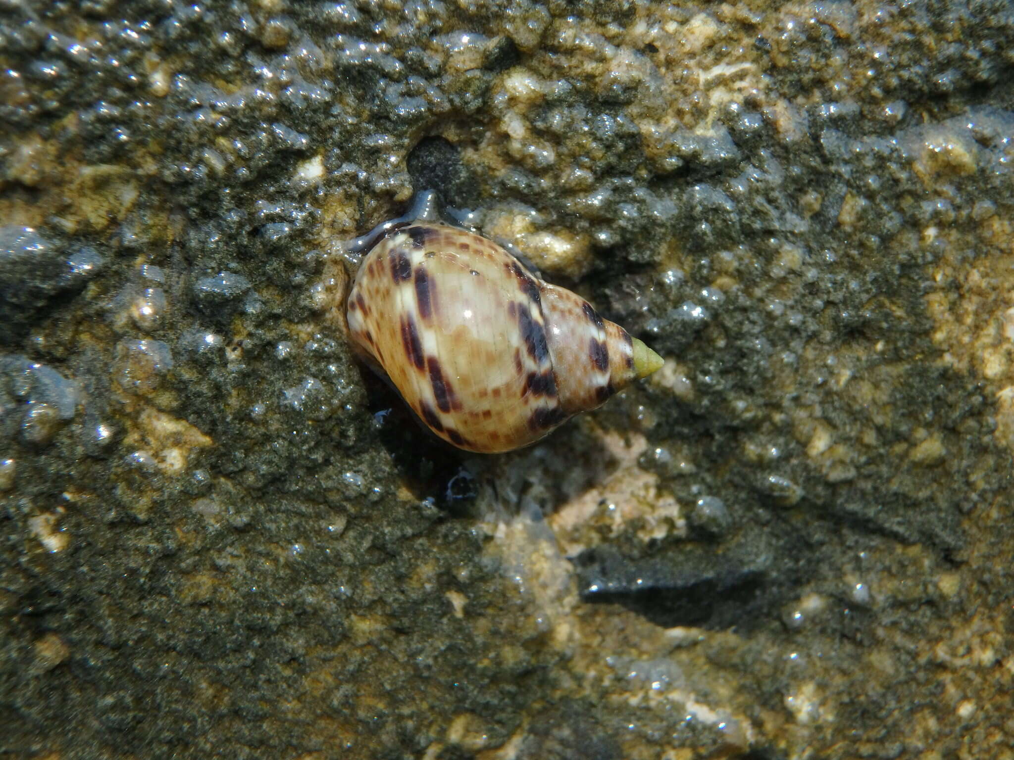 Image of Littoraria strigata (Philippi 1846)