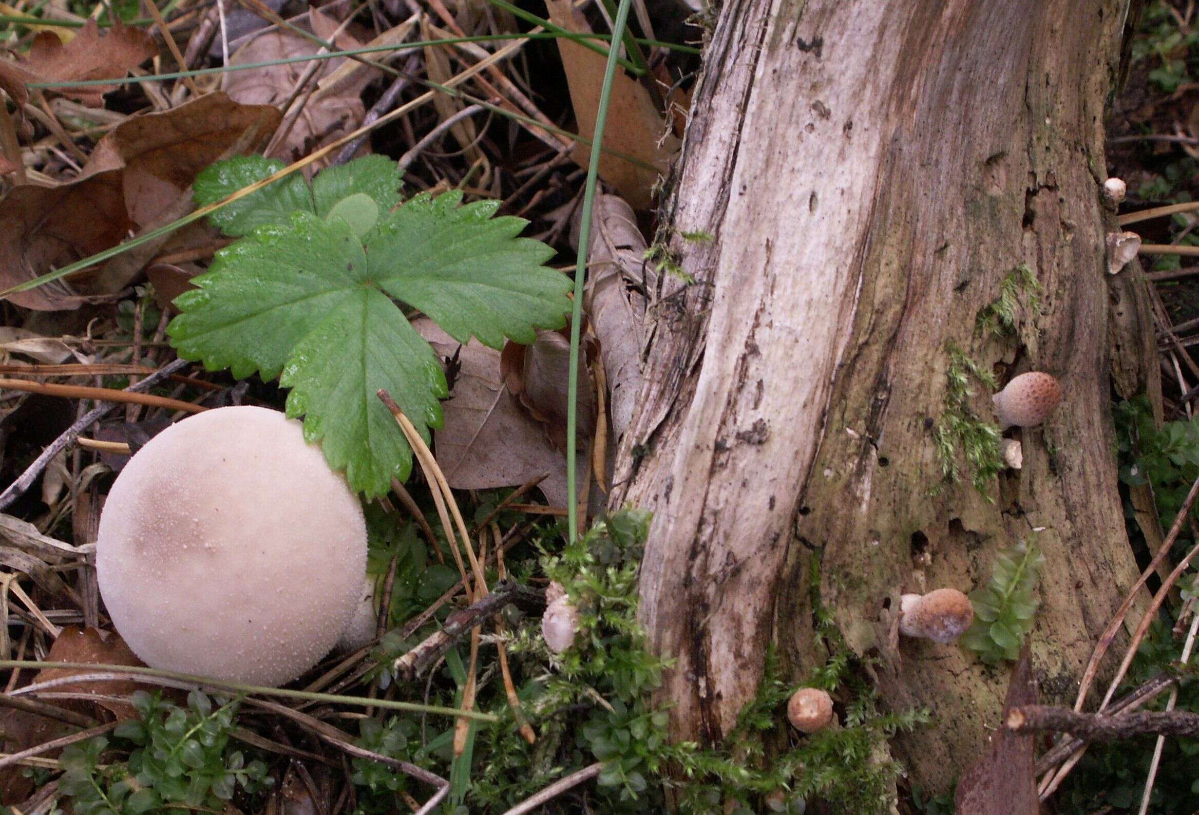 Image de Vesse de loup en poire