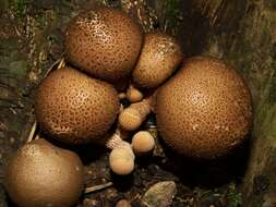 Imagem de Lycoperdon pyriforme Schaeff. 1774