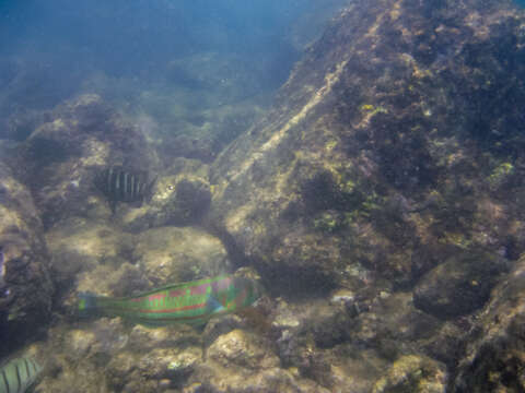 Image of Parrotfish