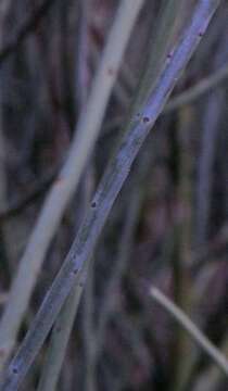 Image of Leptomeria aphylla R. Br.