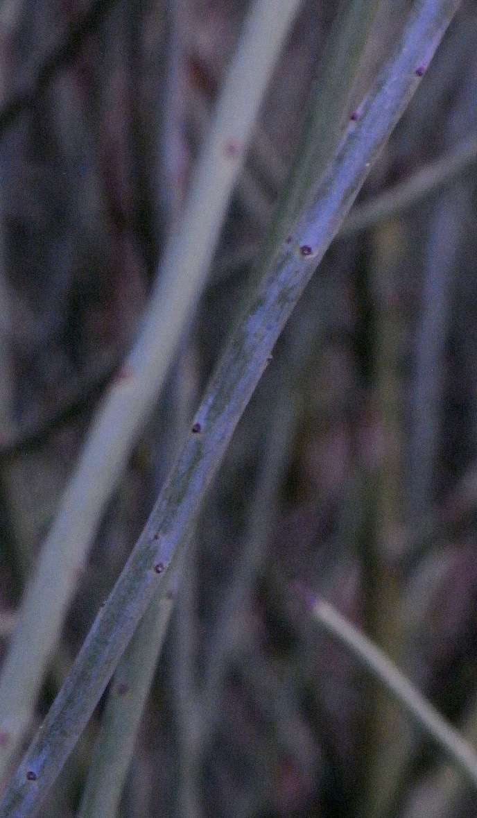 Image of Leptomeria aphylla R. Br.