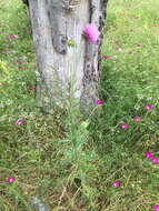 Image of Musk Thistle