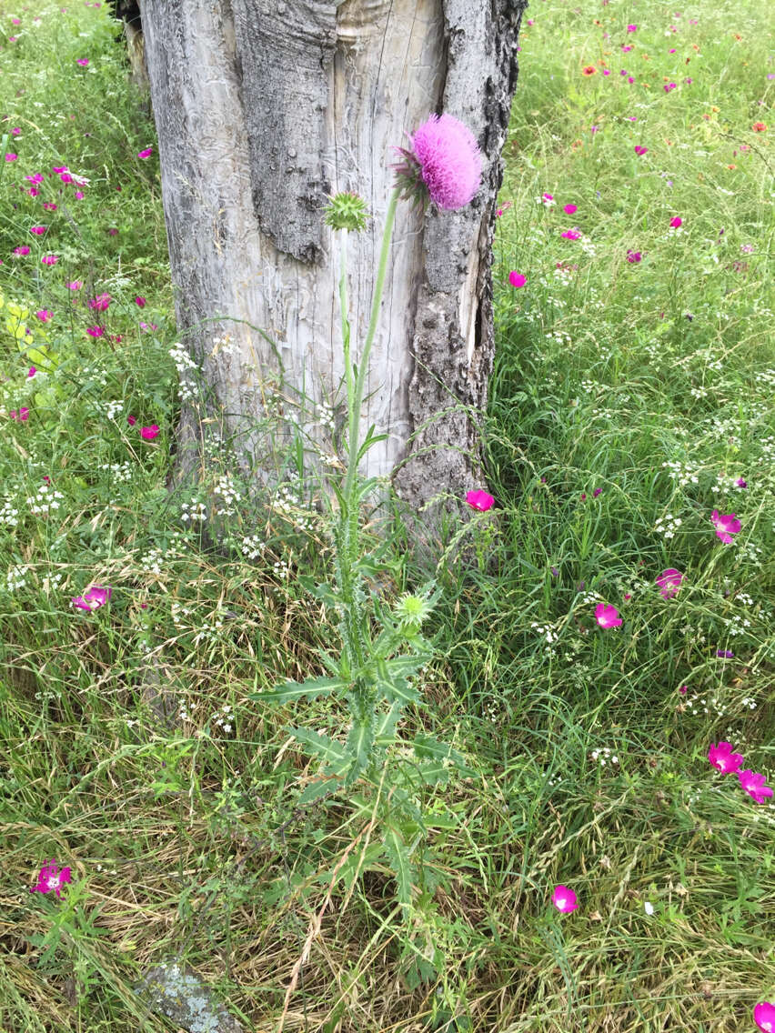 Image of Musk Thistle