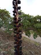 Agave ornithobroma Gentry resmi