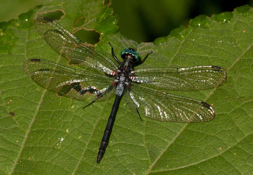 Image de Oxythemis Ris 1909