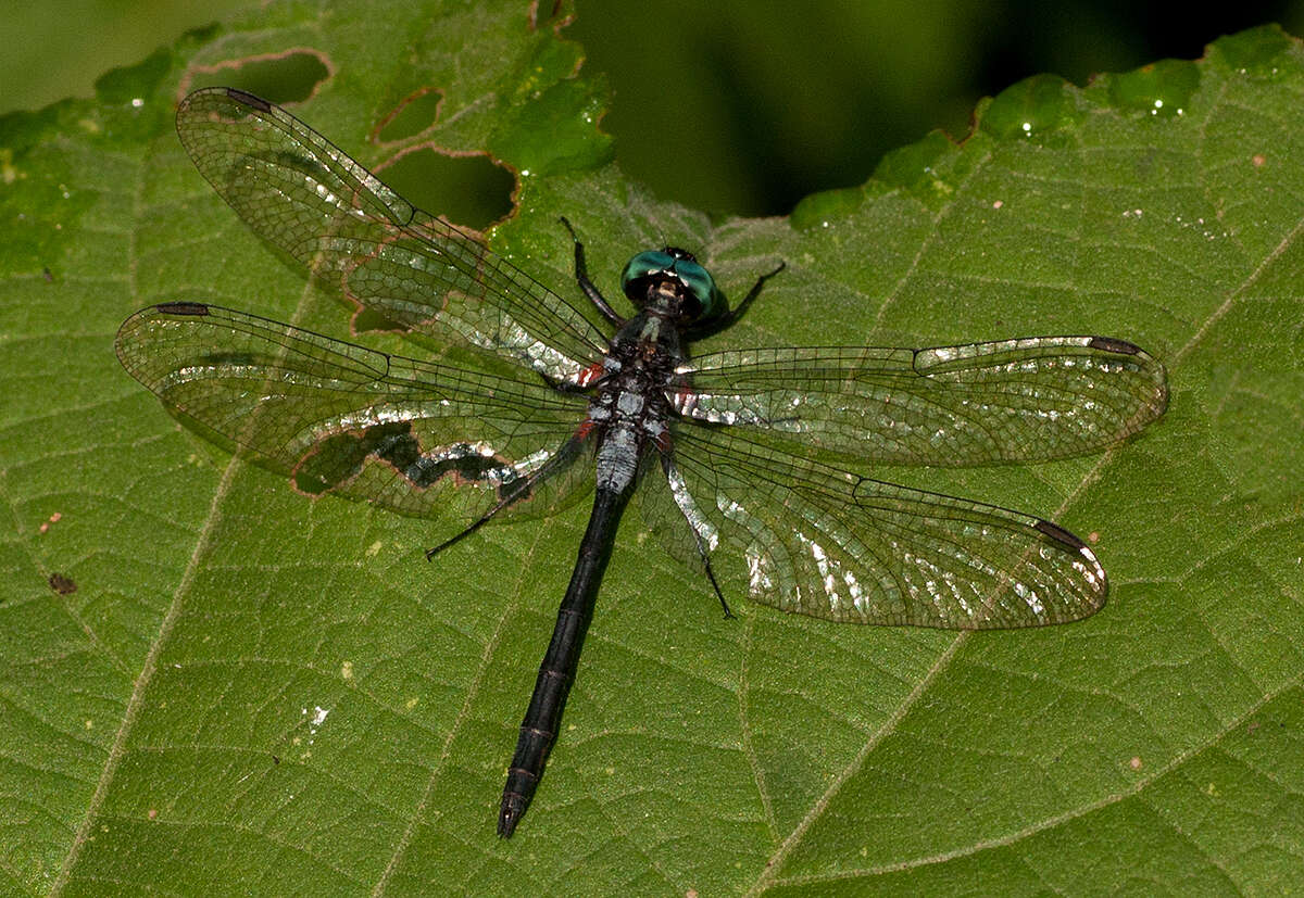 Oxythemis phoenicosceles Ris 1909 resmi