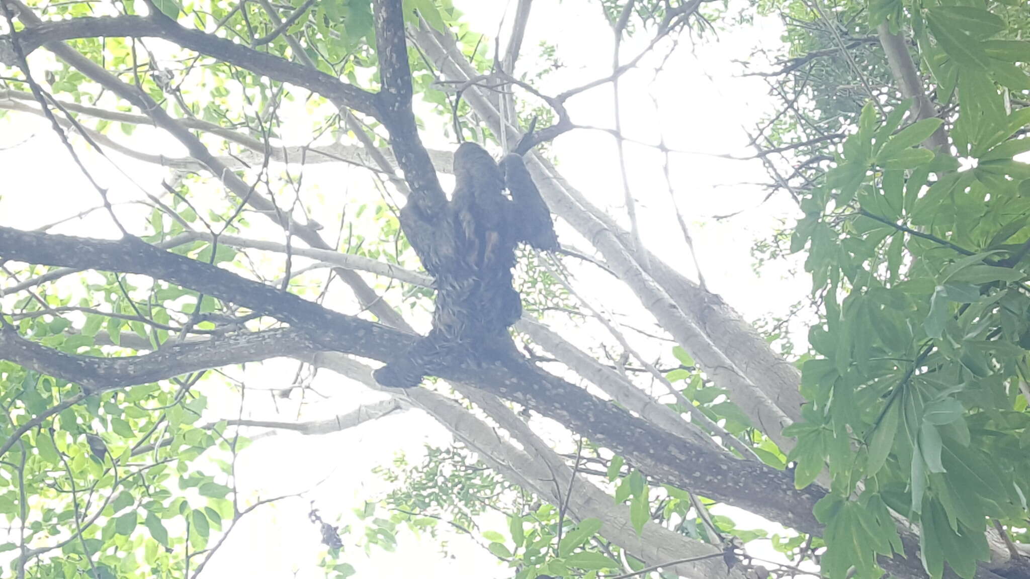 Image of Brown-throated Three-toed Sloth