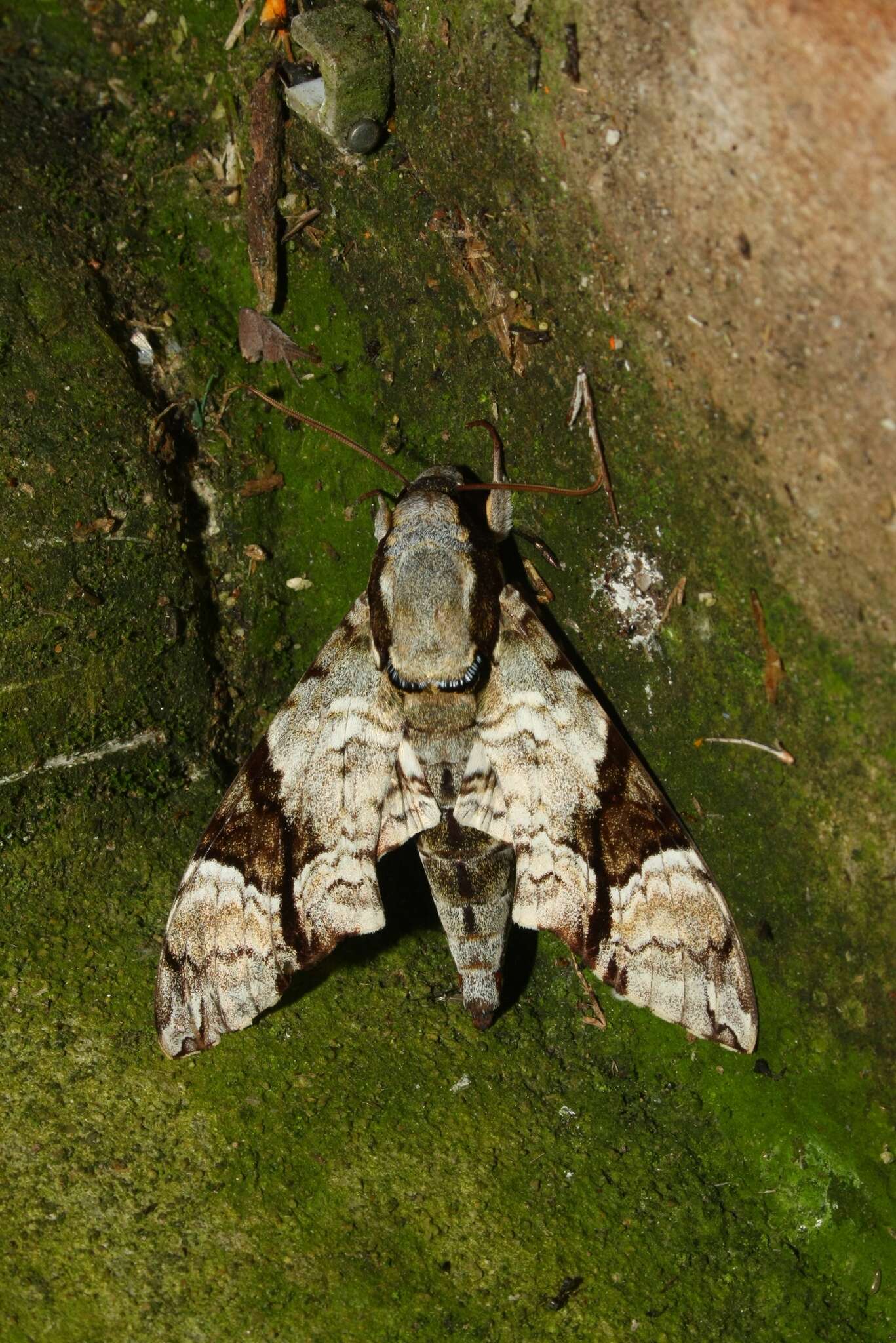 Image of Megacorma obliqua (Walker 1856)