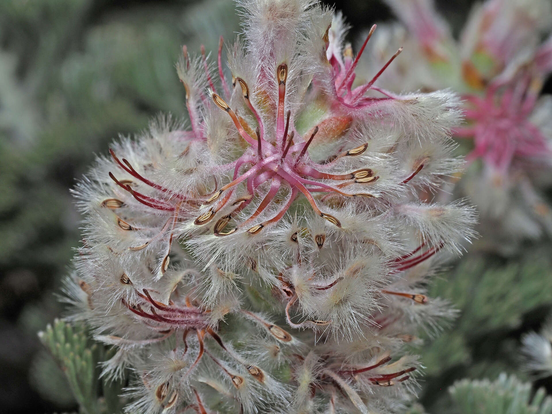 Image de Paranomus tomentosus (Phill. & Hutch.) N. E. Br.