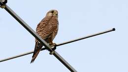 Image of kestrel, common kestrel