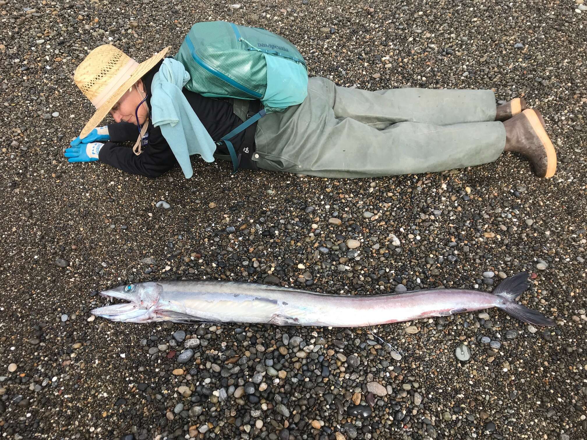 Image of lancetfishes